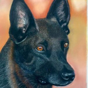 Black shepherd